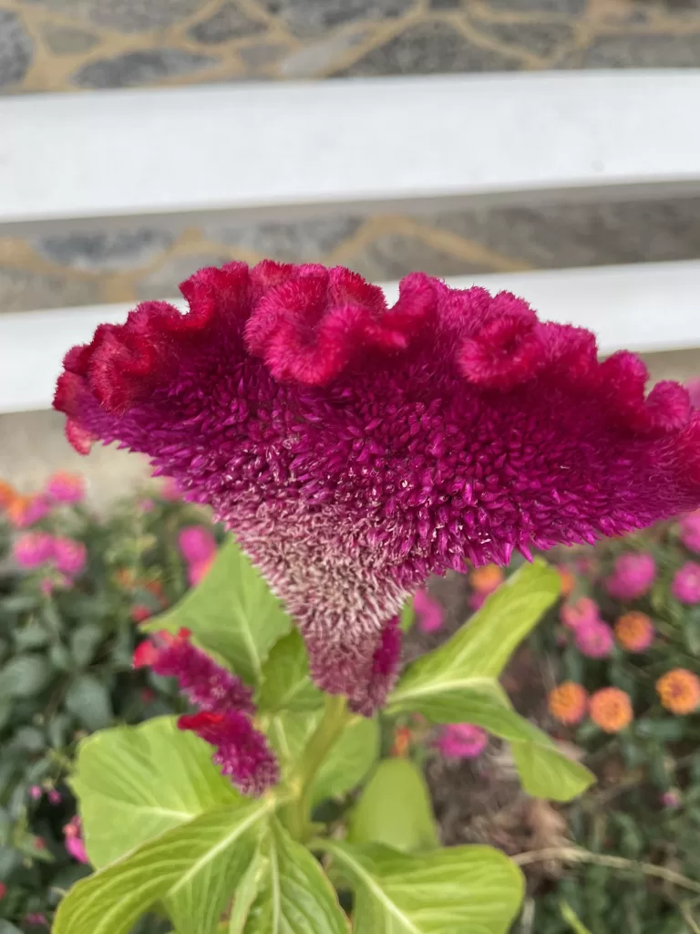 Close-up of a vibrant red and pink flower spotted in Luray, Virginia.