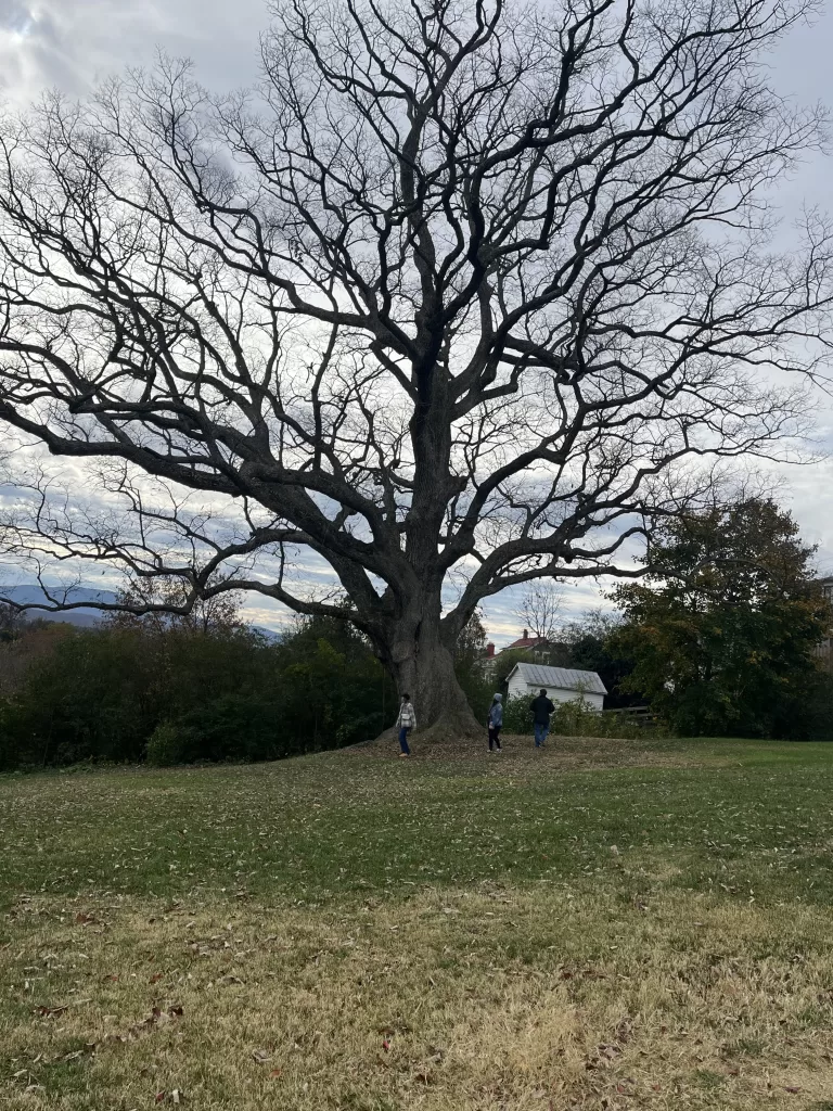 The majestic Chinquapin Oak tree in Luray, Virginia, displayed in its full beauty, with a person standing at its base in the distance.